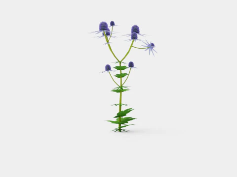 Eryngium alpinum Alpine Sea Holly 3D Model