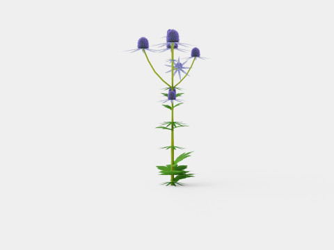Eryngium alpinum Alpine Sea Holly 3D Model