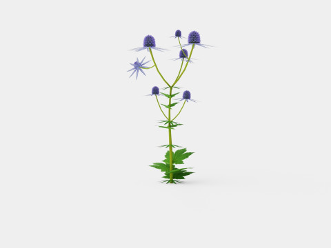Eryngium alpinum Alpine Sea Holly 3D Model