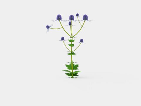 Eryngium alpinum Alpine Sea Holly 3D Model