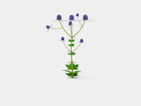 Eryngium alpinum Alpine Sea Holly 3D Model
