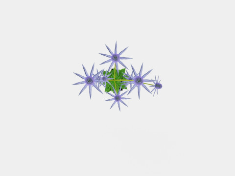 Eryngium alpinum Alpine Sea Holly 3D Model