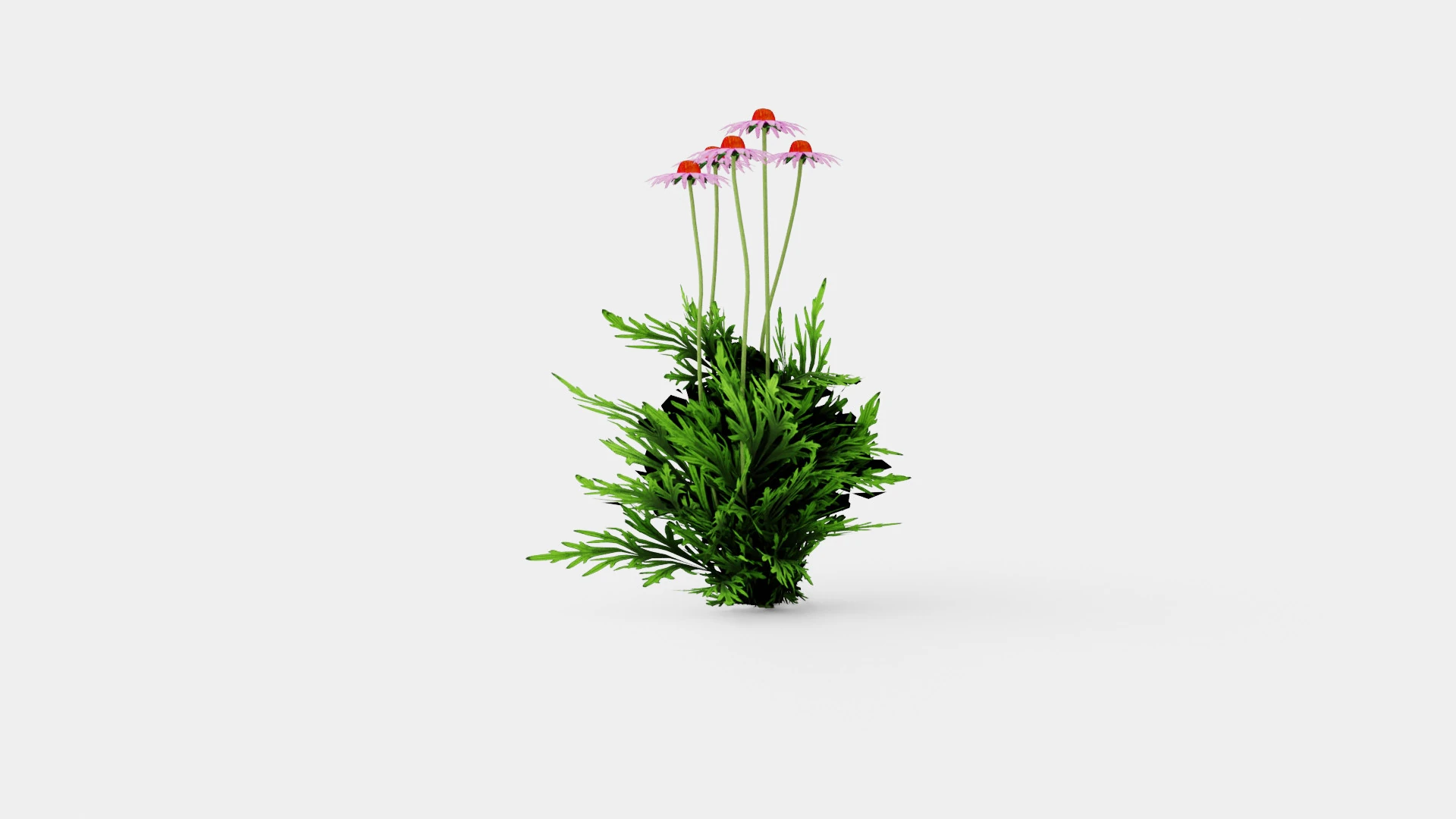 Echinacea purpurea Solhatt 3D Model .c4d .max .obj .3ds .fbx .stl .blend 