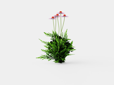 Echinacea purpurea Solhatt 3D Model