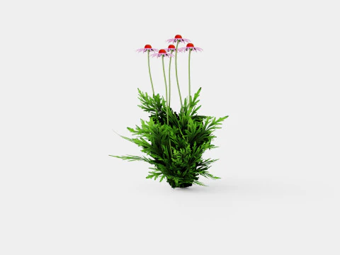 Echinacea purpurea Solhatt 3D Model
