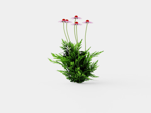 Echinacea purpurea Solhatt Modelo 3D