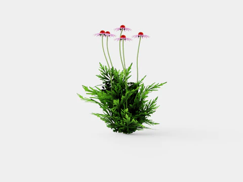 Echinacea purpurea Solhatt 3D Model