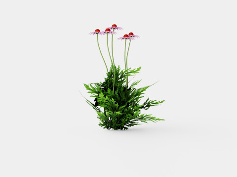 Echinacea purpurea Solhatt Modelo 3D