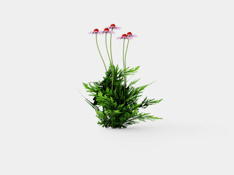 Echinacea purpurea Solhatt 3D Model