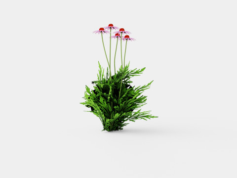 Echinacea purpurea Solhatt Modelo 3D