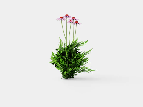 Echinacea purpurea Solhatt 3D Model
