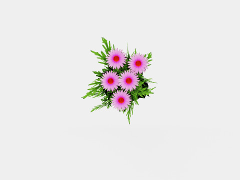 Echinacea purpurea Solhatt Modelo 3D