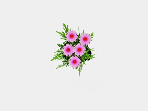 Echinacea purpurea Solhatt 3D Model