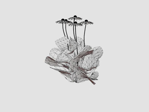 Echinacea purpurea Solhatt 3D Model