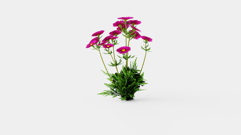 Aster dumosus Jenny Bush Aster 3D 모델 .c4d .max .obj .3ds .fbx .stl .blend