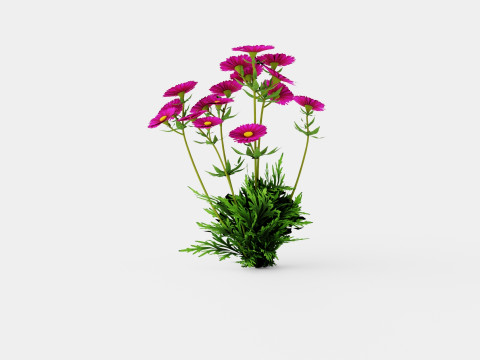 Aster dumosus Jenny Bush Aster 3D Model
