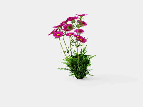 Aster dumosus Jenny Bush Aster 3D Model