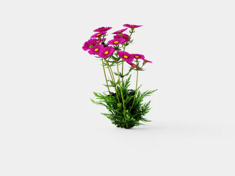 Aster dumosus Jenny Bush Aster 3D Model