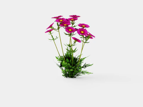 Aster dumosus Jenny Bush Aster 3D Model