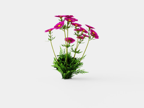 Aster dumosus Jenny Bush Aster 3D 모델
