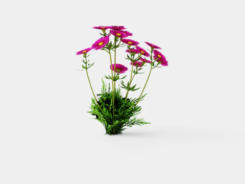Aster dumosus Jenny Bush Aster 3D Model