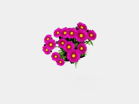 Aster dumosus Jenny Bush Aster 3D Model