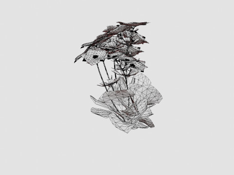Aster dumosus Jenny Bush Aster 3D 모델
