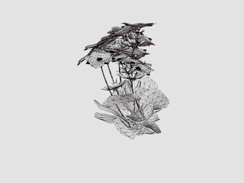 Aster dumosus Jenny Bush Aster 3D Model
