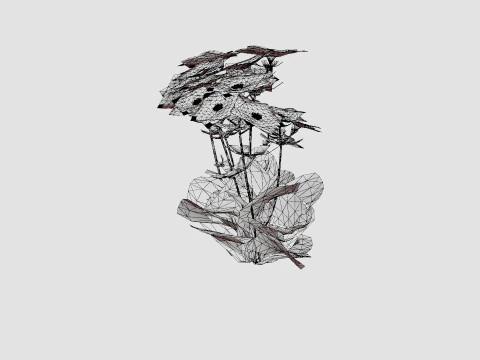 Aster dumosus Jenny Bush Aster 3D Model