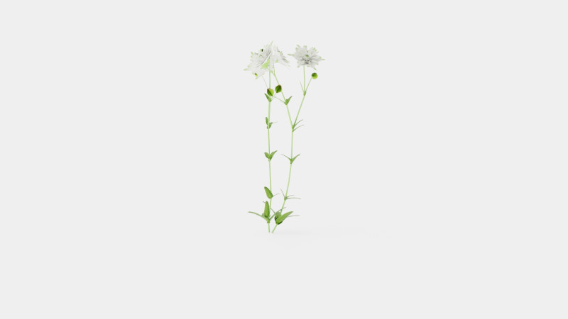 Aquilegia vulgaris White Barlow Akeleie Modèle 3D .c4d .max .obj .3ds .fbx .stl .blend