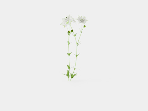 Aquilegia vulgaris White Barlow Akeleie 3D Model