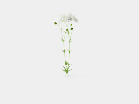 Aquilegia vulgaris White Barlow Akeleie Modèle 3D