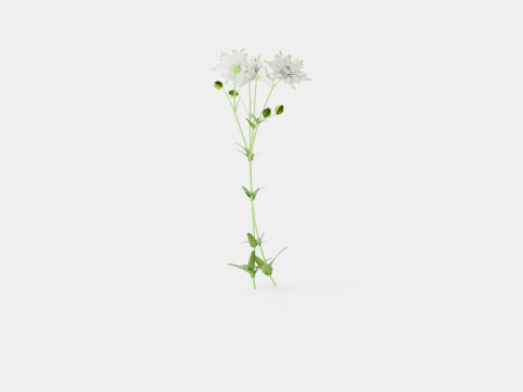 Aquilegia vulgaris White Barlow Akeleie Modèle 3D