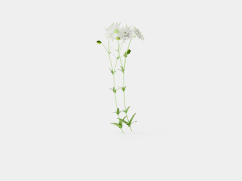 Aquilegia vulgaris White Barlow Akeleie Modèle 3D