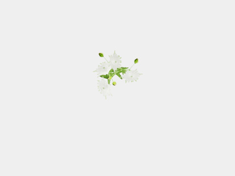 Aquilegia vulgaris White Barlow Akeleie Modèle 3D