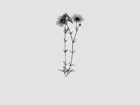 Aquilegia vulgaris White Barlow Akeleie Modèle 3D