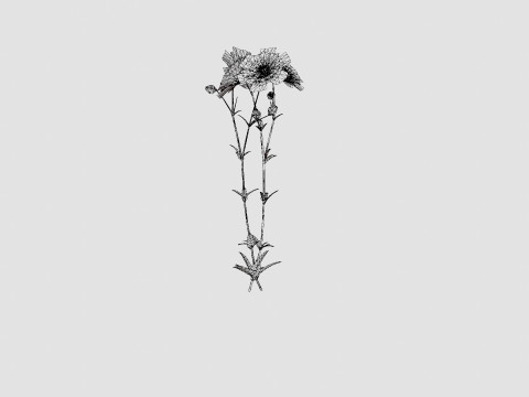 Aquilegia vulgaris White Barlow Akeleie Modèle 3D