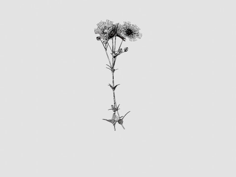 Aquilegia vulgaris White Barlow Akeleie Modèle 3D