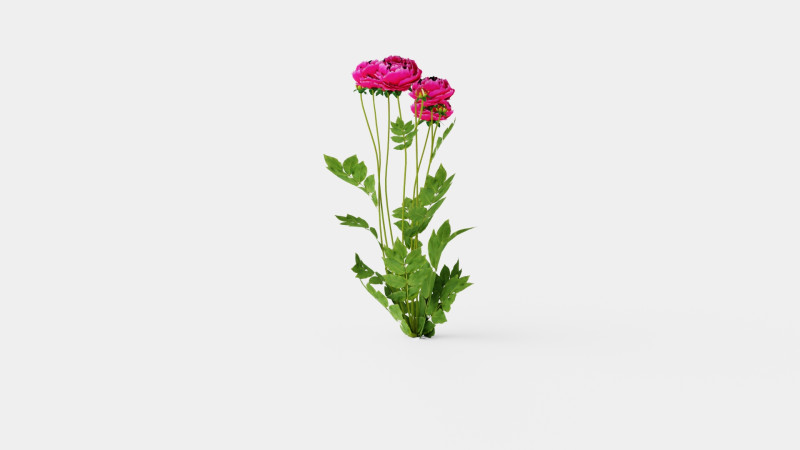 Paeonia lactiflora Karl Rosenfield Pion or Peon Modèle 3D .c4d .max .obj .3ds .fbx .stl .blend