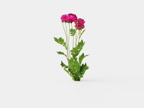 Paeonia lactiflora Karl Rosenfield Pion or Peon Modèle 3D