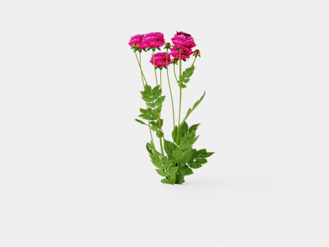 Paeonia lactiflora Karl Rosenfield Pion or Peon Modèle 3D