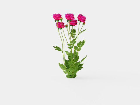 Paeonia lactiflora Karl Rosenfield Pion or Peon Modèle 3D