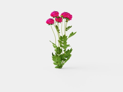 Paeonia lactiflora Karl Rosenfield Pion or Peon Modèle 3D