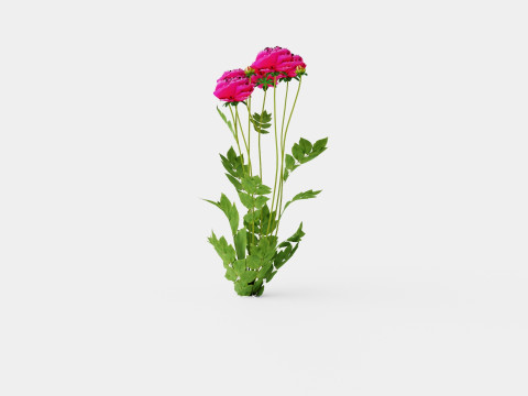 Paeonia lactiflora Karl Rosenfield Pion or Peon Modèle 3D
