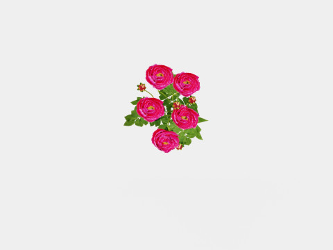 Paeonia lactiflora Karl Rosenfield Pion or Peon Modèle 3D