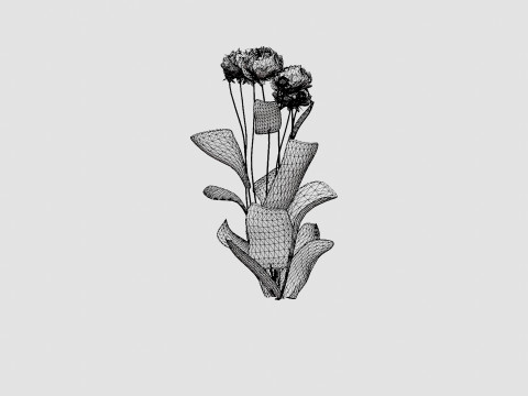 Paeonia lactiflora Karl Rosenfield Pion or Peon Modèle 3D