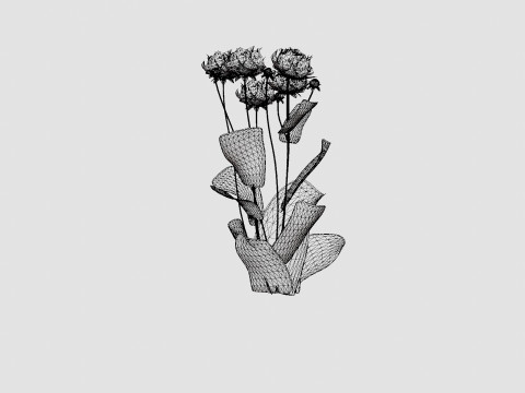 Paeonia lactiflora Karl Rosenfield Pion or Peon Modèle 3D