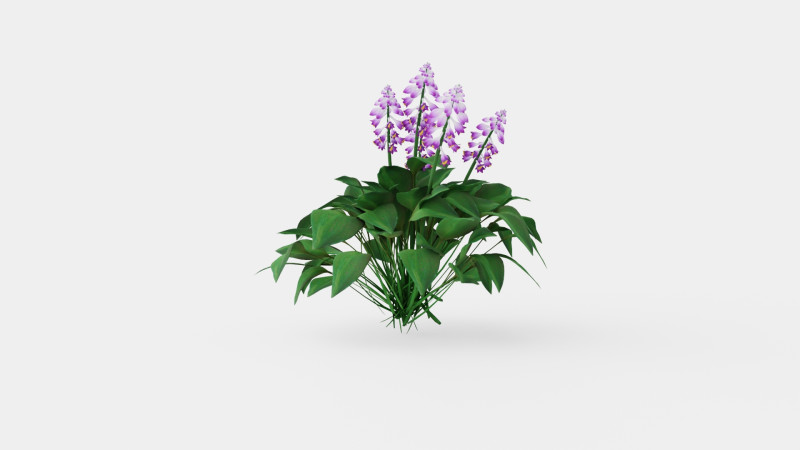 Hosta Blue Mouse Ears Bladlilje Modelo 3D .c4d .max .obj .3ds .fbx .stl .blend