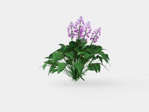 Hosta Blue Mouse Ears Bladlilje 3D 모델
