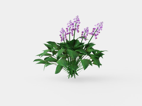 Hosta Blue Mouse Ears Bladlilje Modelo 3D